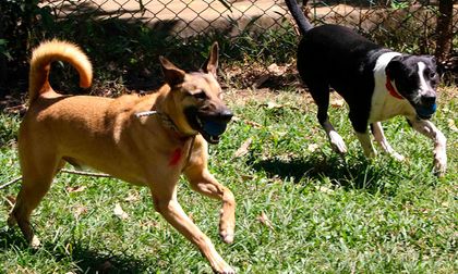¿Vas al Petronio? Autoridades piden no llevar mascotas