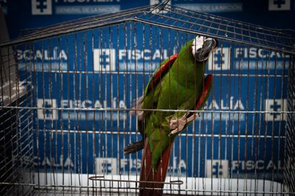 Imagen de Autoridades rescataron dos guacamayas y dos loros que estaban en cautiverio al interior de una vivienda