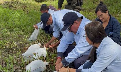 Siembra de alevinos en Bugalagrande fortalece biodiversidad