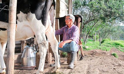 Ministerio de Agricultura iniciará subastas de leche y derivados lácteos