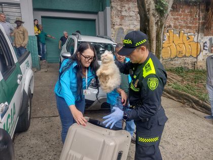 Imagen de  Una adulta y dos niños vivían con 17 mascotas; Protección Animal las encontró en grave estado