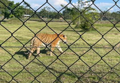 Imagen de Tigre escapó de la Hacienda Nápoles y tuvo que ser sacrificado