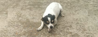 Imagen de “Cuenta con todos nuestros cuidados”: familia habló de presunto caso de maltrato animal en Rionegro