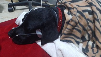 Imagen de  Cacom 5 rescató un héroe canino y su guía en Anorí