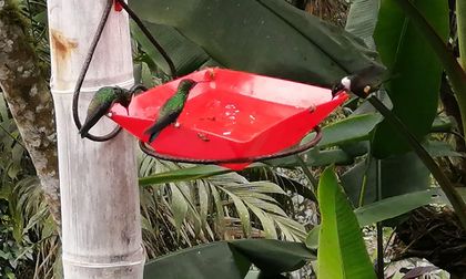 Cali protege “Paraíso de los colibríes”