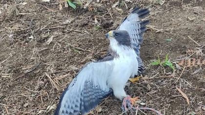 Imagen de Gavilán que fue amarrado a una cuerda para que muriera de hambre logró sobrevivir