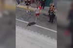 Imagen de Presunto maltrato a un perro desencadenó tragedia durante procedimiento policial en Rionegro