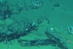 Imagen de Hallan el mayor y más profundo cementerio de ballenas con restos de 5,3 millones de años