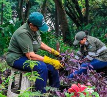 70 mil plantas reverdecen a Cali
