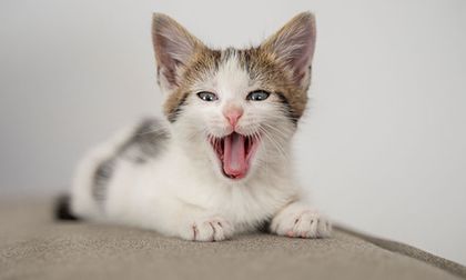 Los motivos por los que un gato maúlla demasiado