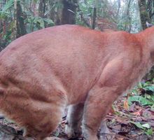 Cámaras trampa revelan riqueza de fauna silvestre en Cali