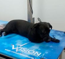 Indignación: Lanzan perrita desde tercer piso en Cali