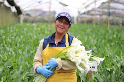Imagen de Rionegro será sede del VII Simposio de Hortensias y Ornamentales, en homenaje al floricultor
