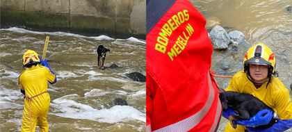 Imagen de  Bomberos rescataron a un perro que había quedado atrapado en la quebrada La Iguaná en Medellín