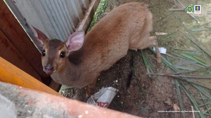 Imagen de Indolentes tenían varios animales silvestres en una finca de Barbosa; uno murió