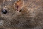 Imagen de El hantavirus: lo que hay que saber del peligroso virus encontrado en un crucero