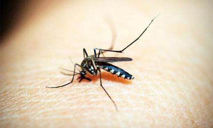 Revise estos objetos, podrían tener huevos del mosquito del dengue