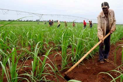 Imagen de  Subsidios a insumos para pequeños productores no son suficientes: gremios del agro
