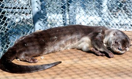 Nutria rescatada en un barrio de Cali no podrá volver a su hábitat natural
