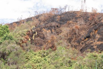 Imagen de  Cornare alerta por aumento de incendios forestales: van al menos 42 emergencias este mes