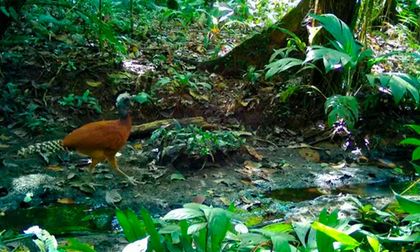 Ocho cámaras trampa revelan la riqueza natural de Bahía Solano
