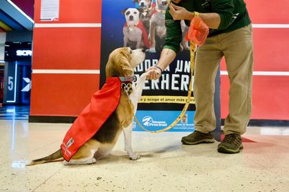 Imagen de Campaña “Adopta un Superhéroe” busca incentivar la adopción de más de 2 100 perros que necesitan un hogar en Medellín