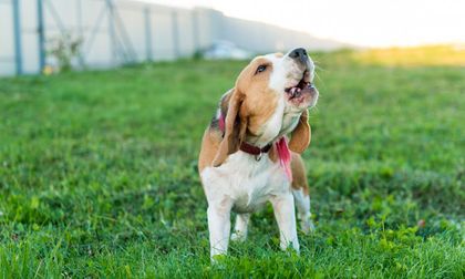Perros que ladran solo a un miembro de la pareja: ¿intuición animal o energía oculta?