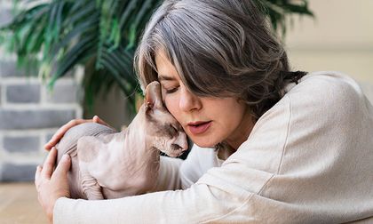 Las razas de gatos más cariñosas y que mejor se adaptan a los hogares