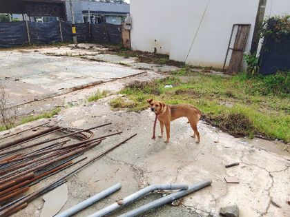 Imagen de  ¡Urgente! Perrita está abandonada en un lote en Rionegro, piden que la Alcaldía la rescate