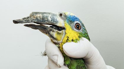 Imagen de  En el Área Metropolitana rescataron 635 aves: estas son las dolorosas secuelas del cautiverio