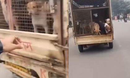 Viral: hombre liberó a decenas de perros que iban a ser trasladados a una perrera