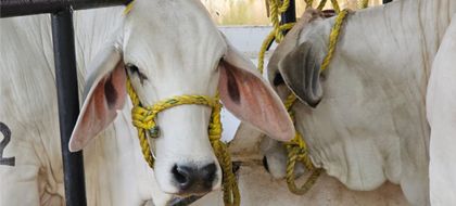 Imagen de  Avanza el primer ciclo de vacunación contra la fiebre aftosa y brucelosis bovina: gerente del ICA visitó La Ceja