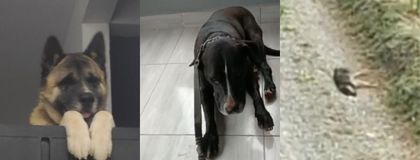 Imagen de  ¡Indignante! 10 perros fueron envenenados en la vereda Cimarrona de Marinilla