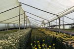 Imagen de Crisis en el sector floricultor: cultivos del Oriente antioqueño piden ayuda urgente al Gobierno Nacional