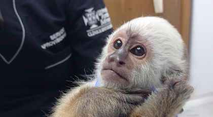 Imagen de  Nuevo caso de maltrato animal: mono cariblanco estaba en cautiverio en Guarne