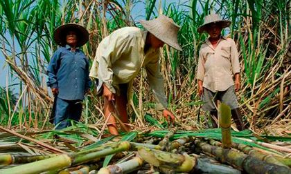Crisis en el sector cañero amenaza el empleo rural