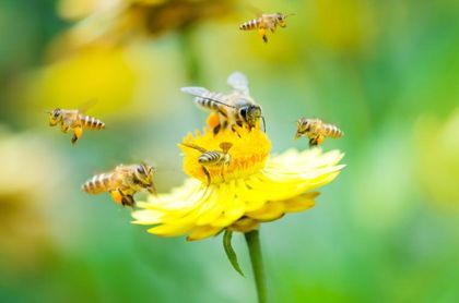 Salvar a las abejas: soluciones innovadoras para proteger la especie más importante del planeta