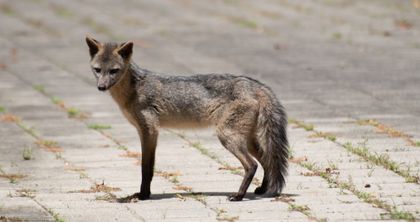 Imagen de Zorro perros, pumas y mapaches, entre las 21 especies de mamíferos registradas en la ruralidad de Medellín