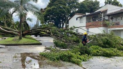 Imagen de  Árboles caídos y casas destechadas en El Porvenir tras fuerte vendaval