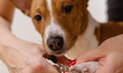 ¿Cuánto cuesta realmente tener una mascota?
