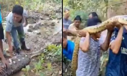 Video: hombres capturaron a una pitón de 8 metros con una persona en su interior