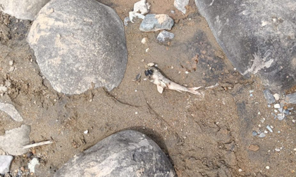 Toman medidas por mortandad de peces en río Ovejas en Suárez