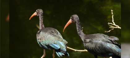 Imagen de Mala disposición de residuos pone en peligro a especies silvestres del Valle de Aburrá