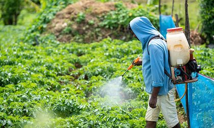 Cauca en alerta por reinicio de aspersiones