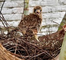 Llamado a respetar la vida silvestre