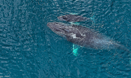 Encuentran cuerpo sin vida de ballena en el Pacífico