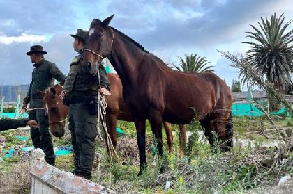 Imagen de Operativo de aprehensión preventiva de semovientes en El Carmen de Viboral