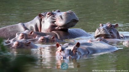 Imagen de  MinAmbiente presentó borrador del plan integral para abordar la proliferación de hipopótamos