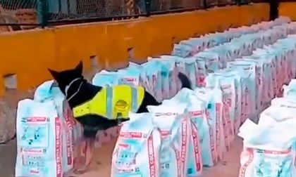 Incautan 14 toneladas de cocaína en Buenaventura