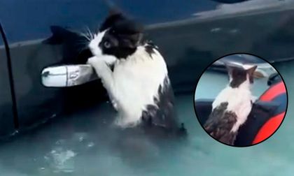Video: así fue el rescate de un gato en Dubai tras lluvias e inundaciones